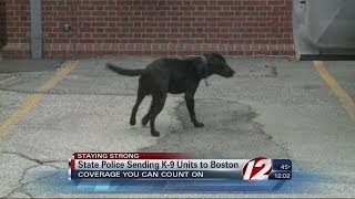 RI police dogs join Boston Marathon security [upl. by Yralam]