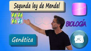 Segunda ley de Mendel [upl. by Wolsniw]