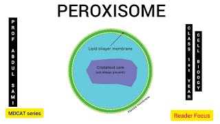 PEROXISOME  Detailed lecture  Cell Biology  Class 11 biology animals cellbiology cell [upl. by Elaina534]