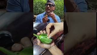 Jackie Shroff Baingan Bharta Recipe food cooking bollywood Brinjal [upl. by Notniuqal]