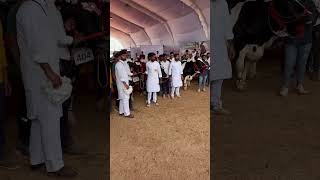 Hf Cow Competition hfcow milkingcompetition hfcowfarm shortvideo viral [upl. by Narah688]