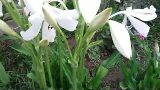 Lily Flower  Lilium candidum the Madonna lily Bunga Bakung [upl. by Leumhs]