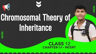 Chromosomal Theory Of Inheritance • Principle of Inheritance amp Variation • Class 12  NEET [upl. by Ebehp]