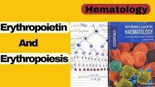 Erythropoiesis steps and erythropoietin Hematology Hoffbrand lecture 3 [upl. by Gnad]