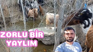 HALEP KEÇİSİ YAYLIM SOHBET VİDEOSU  Halep Keçisi Yetiştiriciliği [upl. by Haraz]