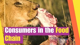 Consumers in the Food Chain  Learn about role and characteristics of consumers in the food chain [upl. by Acinhoj]