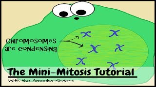 OLD VIDEO The Mini Mitosis Tutorial [upl. by Zoldi]