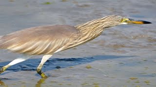 Squacco heron Birds News  Review Bird Nest [upl. by Susejedesoj]