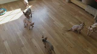 12 week old Sphynx kittens playing in nursery [upl. by Nylemaj937]