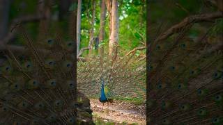 Peacock dance 🦚 ❤️ shorts yt peacock beauty wildlife national dance sound nature realax [upl. by Pump]