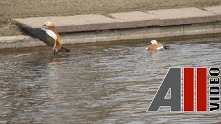 Огарь Красная утка Ruddy Shelduck AllVideosu [upl. by Benzel26]