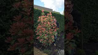 How Photinia Pink Crispy looks in Peters garden [upl. by Piers]