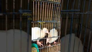 White peacock 🦚baby petsvloging birds trending viralshort vlog peacock youtubeshorts shorts [upl. by Nueoras]