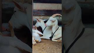 Saanen Goat farming goatmilk goat [upl. by Mcroberts98]