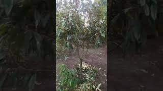 PRUNING POHON DURIAN HASIL PEMUPUKAN KOTORAN KELINCI shorts short [upl. by Vona]