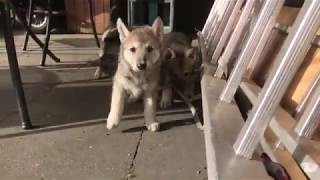 Saarloos Wolfdog puppies playing [upl. by Lady486]