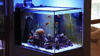 Waterbox Mini Peninsula 25 Tank Update amp Tour [upl. by Seugirdor]