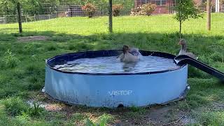 One of our geese is enjoying her pool on a hot Wednesday afternoon farmlife goose [upl. by Racso937]