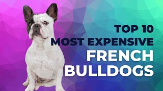 Top 10 most expensive French bulldogs  Frenchies [upl. by Xena253]