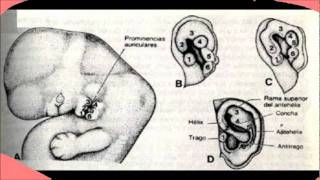 desarrollo embrionario oidowmv [upl. by Anor]