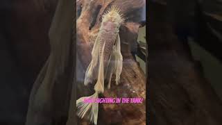 Albino veil tailed bristle nose Pleco makes rare appearance tropicalfish plecostomus pleco cute [upl. by Brucie17]