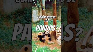 3 Curiosidades rápidas de los Pandas que Te Sorprenderán 🐼✨ shorts panda china [upl. by Faythe]