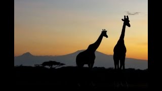 Mount Kilimanjaro glows as Giraffe drink [upl. by Arabele]