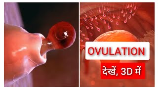 Ovulation and Menstrual Cycle Basics 3D in Hindi [upl. by Atiuqer481]