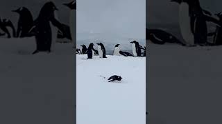 Gentoo penguin colony [upl. by Glanti465]