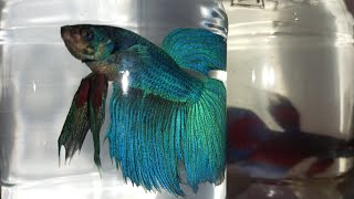 Siamese fighting fish Fighter Fish Life  Part 11 THE EXPLORER is live [upl. by Enad543]