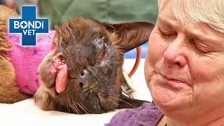 Cat Crushed by Car has Shattered Jaw 😢  Bondi Vet Clips  Bondi Vet [upl. by Ahsirhcal]