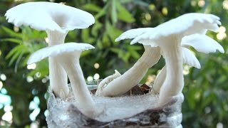 YUM Grow Mushrooms In Coffee Grounds [upl. by Ahcatan]