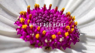 Senetti® White Red Heart Sene Niregoku [upl. by Hamitaf]