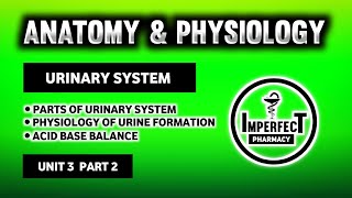 Urinary System  Physiology Of Urine Formation  RAS  Acid Base Balance  Mictirutional Reflex [upl. by Esilec232]