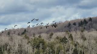 Geese observed while paddling on Lily Lake Caroga NY March 7 2024 [upl. by Lydell]