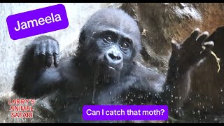 Baby Gorilla  Jameela 31 [upl. by Inge]