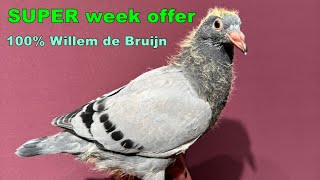 AMAZING Weekly Offer with 100 Willem de Bruijn pigeon [upl. by Sargent]