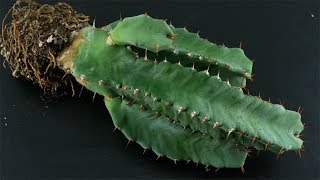 Euphorbia resinifera Säulenwolfsmilch  Resin Spurge  cardón resinoso [upl. by Murtagh552]