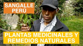 Plantas medicinales del jardín de Tomás en Sangalle en el Valle del Colca Perú [upl. by Trent]