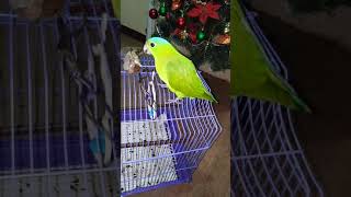 Racket tail parrot matakaw na pakay [upl. by Anirtac]