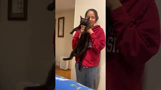 Video of adoptable pet named Adrian amp Rocky bonded pair [upl. by Doreg]