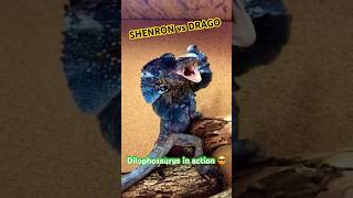 Shenron my Frilled Dragon chlamydosaurus Kingii seeing Drago my Pogona Dilophosaurus mode activated [upl. by Htaek477]