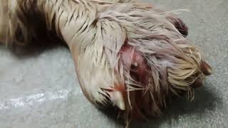 maggot removal from dog under anesthesia xylazine [upl. by Paresh67]