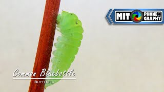 Graphium sarpedon Common Bluebottle  Caterpillar to Butterfly Transformation  Timelapse [upl. by Johannah]