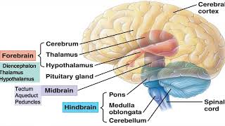 Nervous System Part  2  Brain  Parts of Brain  Cerebrum  Diencephalon  Brainstem  Cerebellum [upl. by Nosnevets861]