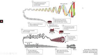 Chromatin Structure [upl. by Nanyk]