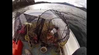 Catching spot prawns BC Canada [upl. by Asilehc]