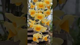 Dendrobium densiflorum 덴드로비움덴시풀로럼 산채품 밀화석곡 2024년 7월 18일 [upl. by Auop]