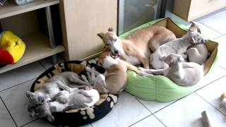 Whippet Idylle [upl. by Arondel]