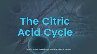 Overview of the citric acid cycle [upl. by Job]